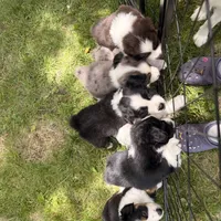 Juice , a male Miniature Australian Shepherd for sale in Chester, VT – 5 of 5