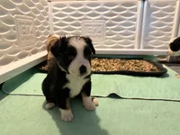 Kash, a male Miniature Australian Shepherd for sale in Chester, VT – 6 of 8
