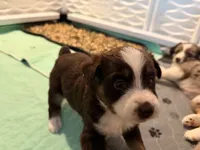 Kacey, a female Miniature Australian Shepherd and Toy Australian Shepherd for sale in Chester, VT – 9 of 10