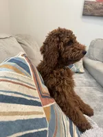 Leo, a male Poodle - Miniature  for sale in Virgilina, VA – 6 of 6