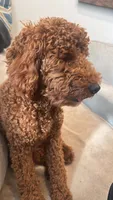 Leo, a male Poodle - Miniature  for sale in Virgilina, VA – 2 of 6