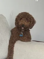Leo, a male Poodle - Miniature  for sale in Virgilina, VA – 3 of 6