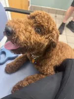 Leo, a male Poodle - Miniature  for sale in Virgilina, VA – 5 of 6
