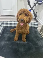 Leo, a male Poodle - Miniature  for sale in Virgilina, VA – 4 of 6