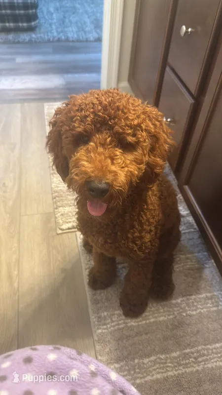 Leo – Poodle - Miniature  puppy for sale in Virgilina, VA