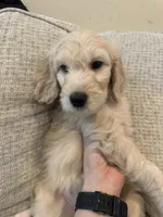 Latte, a female Goldendoodle for sale in Mount Prospect, IL – Photo 1 of 4