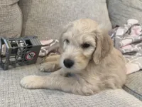 Latte, a female Goldendoodle for sale in Mount Prospect, IL – Photo 2 of 4