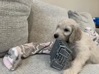 Latte, a female Goldendoodle for sale in Mount Prospect, IL – Photo 3 of 4