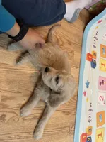 Latte, a female Goldendoodle for sale in Mount Prospect, IL – Photo 4 of 4