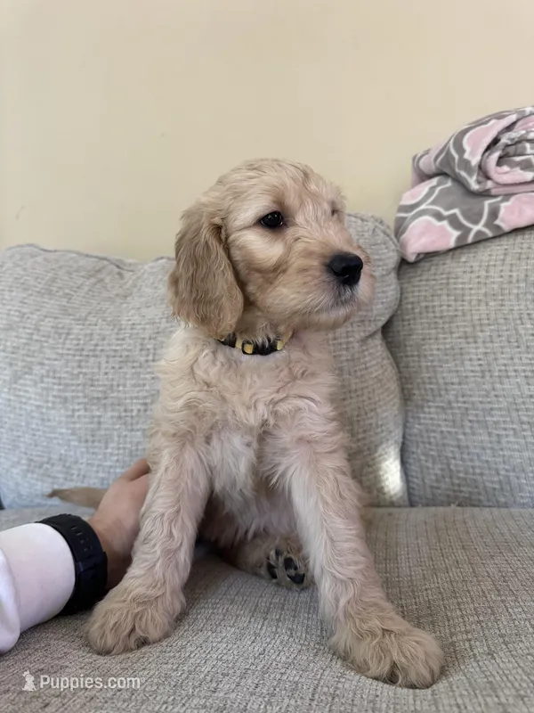 Mocha, a female Goldendoodle for sale in Mount Prospect, IL – Photo 1 of 3
