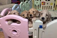 Golden Doodle, a female Goldendoodle for sale in Mount Prospect, IL – Photo 2 of 8