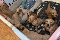 Golden Doodle, a female Goldendoodle for sale in Mount Prospect, IL – Photo 6 of 8