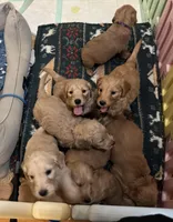 Golden Doodle, a female Goldendoodle for sale in Mount Prospect, IL – Photo 5 of 8