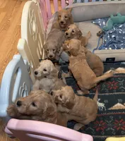 Golden Doodle, a female Goldendoodle for sale in Mount Prospect, IL – Photo 3 of 8