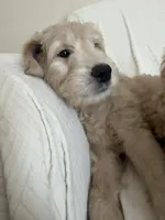 Dumpling, a male Goldendoodle for sale in Mount Prospect, IL – Photo 3 of 10