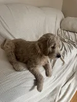 Dumpling, a male Goldendoodle for sale in Mount Prospect, IL – Photo 10 of 10