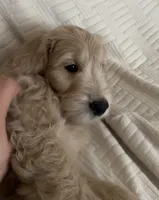 Dumpling, a male Goldendoodle for sale in Mount Prospect, IL – Photo 4 of 10