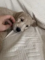 Dumpling, a male Goldendoodle for sale in Mount Prospect, IL – Photo 7 of 10