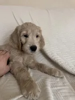 Dumpling, a male Goldendoodle for sale in Mount Prospect, IL – Photo 9 of 10