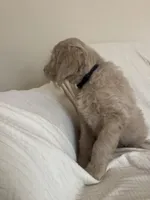 Dumpling, a male Goldendoodle for sale in Mount Prospect, IL – Photo 6 of 10