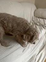 Dumpling, a male Goldendoodle for sale in Mount Prospect, IL – Photo 8 of 10