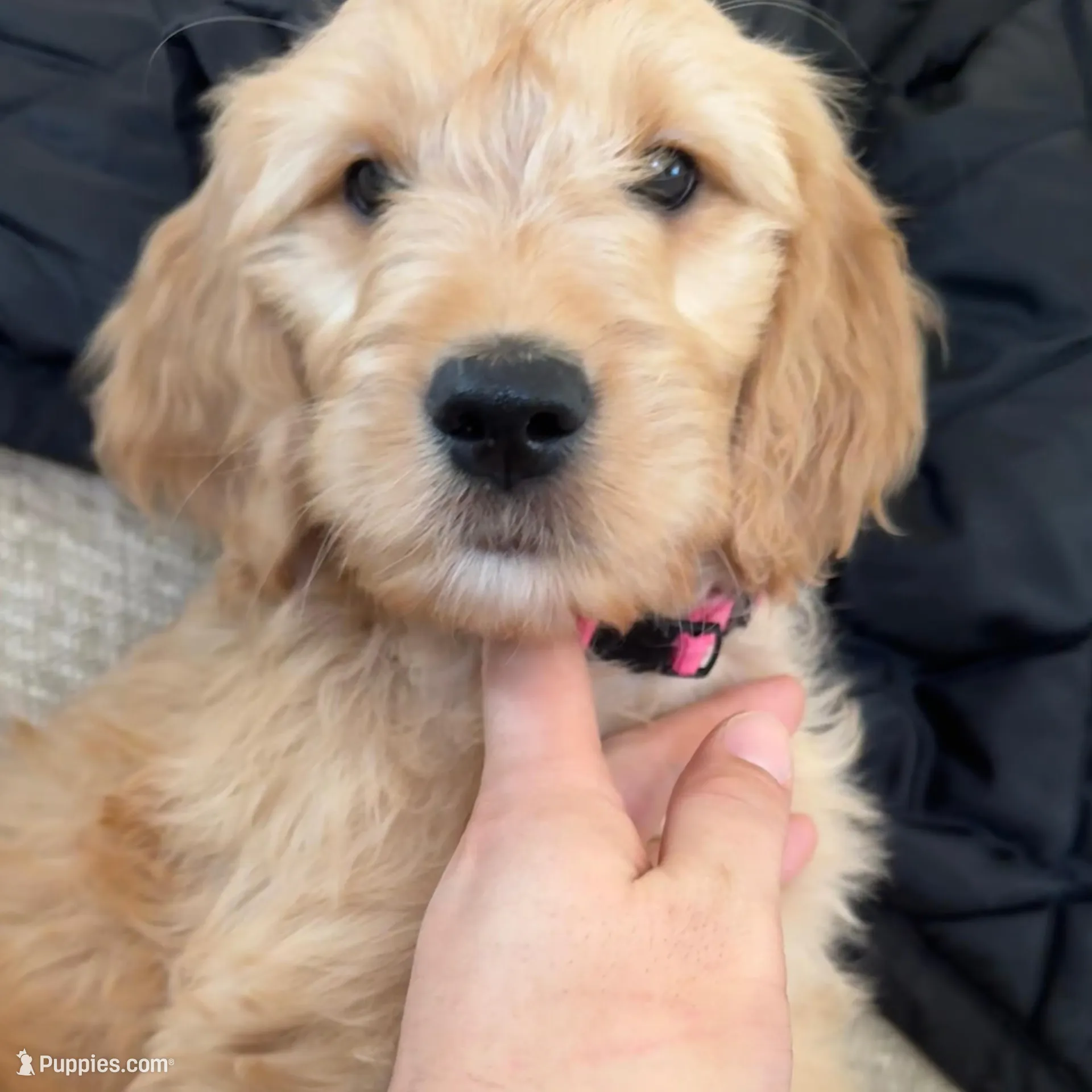 Lumi, a female Goldendoodle for sale in Mount Prospect, IL – Photo 2 of 3