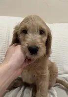 Cappuccino , a male Goldendoodle for sale in Mount Prospect, IL – Photo 2 of 8