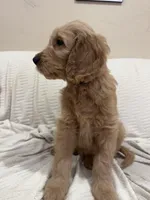 Cappuccino , a male Goldendoodle for sale in Mount Prospect, IL – Photo 7 of 8