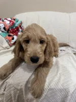 Cappuccino , a male Goldendoodle for sale in Mount Prospect, IL – Photo 1 of 8