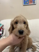 Cappuccino , a male Goldendoodle for sale in Mount Prospect, IL – Photo 4 of 8