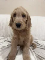 Cappuccino , a male Goldendoodle for sale in Mount Prospect, IL – Photo 5 of 8