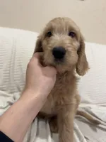 Cappuccino , a male Goldendoodle for sale in Mount Prospect, IL – Photo 3 of 8