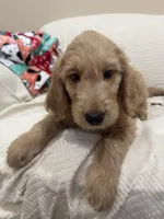 Cappuccino , a male Goldendoodle for sale in Mount Prospect, IL – Photo 6 of 8