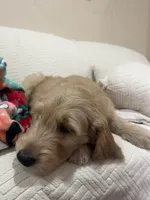 Chip, a male Goldendoodle for sale in Mount Prospect, IL – Photo 6 of 8