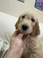 Chip, a male Goldendoodle for sale in Mount Prospect, IL – Photo 3 of 8