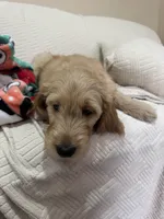 Chip, a male Goldendoodle for sale in Mount Prospect, IL – Photo 8 of 8