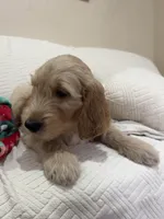 Chip, a male Goldendoodle for sale in Mount Prospect, IL – Photo 7 of 8