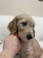 Chip, a male Goldendoodle for sale in Mount Prospect, IL – Photo 4 of 8