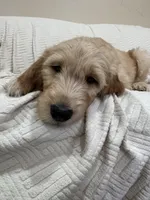 Chip, a male Goldendoodle for sale in Mount Prospect, IL – Photo 1 of 8