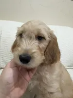 Chip, a male Goldendoodle for sale in Mount Prospect, IL – Photo 2 of 8