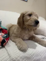 Chip, a male Goldendoodle for sale in Mount Prospect, IL – Photo 5 of 8