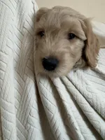 Cookie, a female Goldendoodle for sale in Mount Prospect, IL – Photo 2 of 10