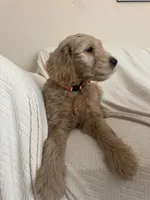 Cookie, a female Goldendoodle for sale in Mount Prospect, IL – Photo 9 of 10