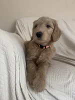 Cookie, a female Goldendoodle for sale in Mount Prospect, IL – Photo 5 of 10