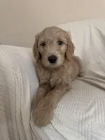 Cookie, a female Goldendoodle for sale in Mount Prospect, IL – Photo 1 of 10