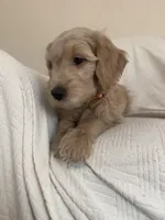 Cookie, a female Goldendoodle for sale in Mount Prospect, IL – Photo 6 of 10