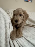 Cookie, a female Goldendoodle for sale in Mount Prospect, IL – Photo 8 of 10