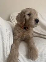 Cookie, a female Goldendoodle for sale in Mount Prospect, IL – Photo 4 of 10