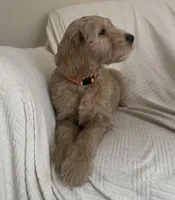 Cookie, a female Goldendoodle for sale in Mount Prospect, IL – Photo 7 of 10