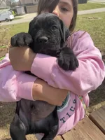 Liam, a male Cane Corso for sale in Belton, MO – Photo 5 of 6